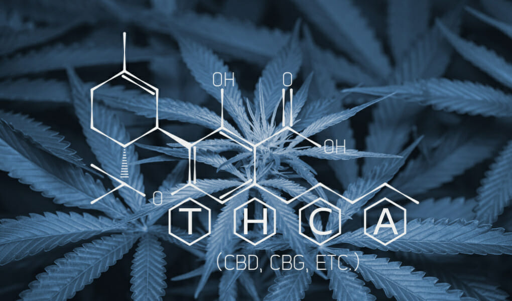 What are the benefits of THCA cannabinoids?