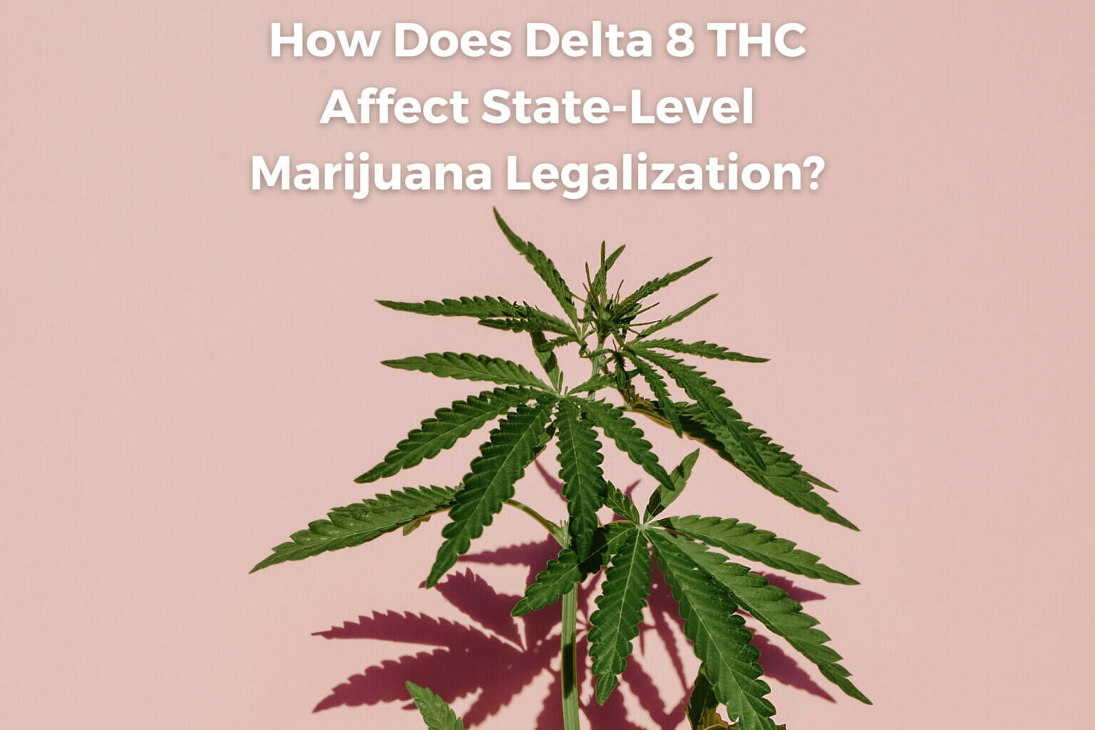 Delta-8’s THC Effects on Marijuana’s Legalization